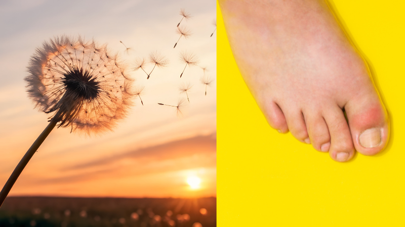 How to Use Dandelion for Gout